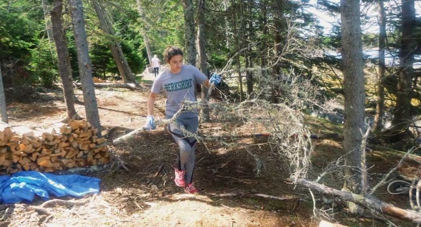 A person carries a large branch in a wooded area